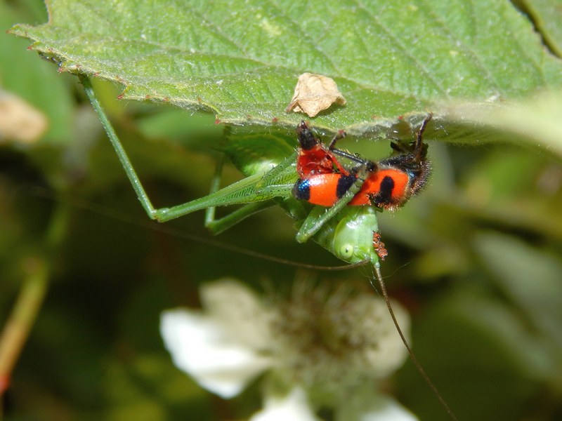 Giovane Tettigonia sp. preda Trichodes apiarus